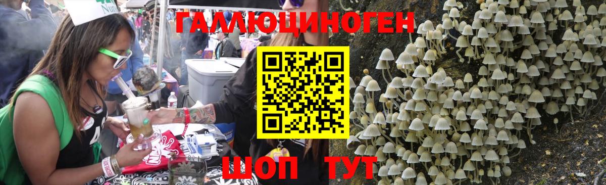 Дедовск  Галлюциногенные грибы Psilocybine cubensis  Вход с VPN 